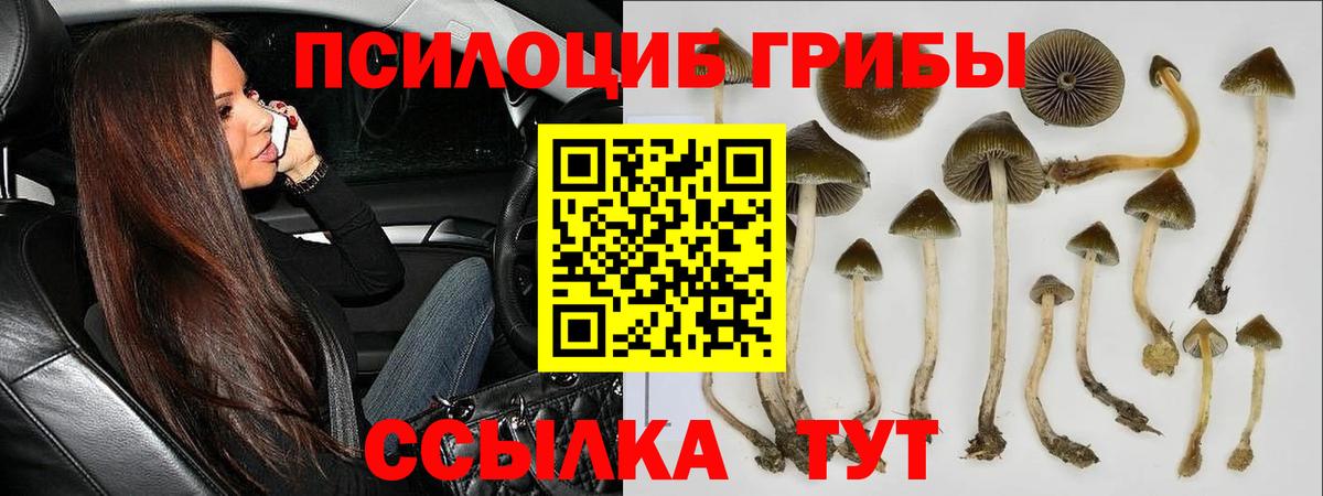 Муравленко  Псилоцибиновые грибы Psilocybine cubensis  Вход с VPN 